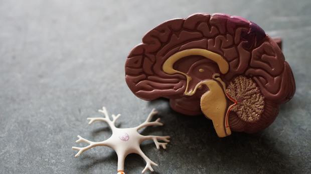 A model of a brain lies on a surface
